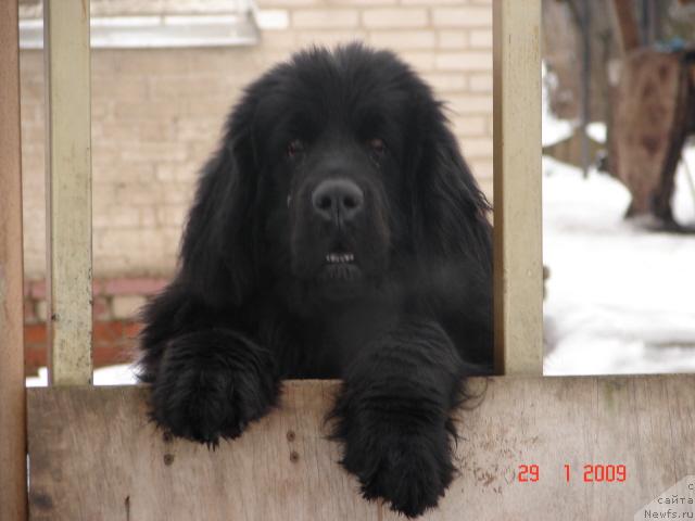 Фото: ньюфаундленд Assol' Blyek Dekor (Ассоль Блэк Декор)