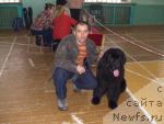 Фото: ньюфаундленд King of Helluland Good Friend