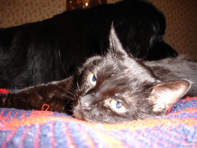 Фото: ньюфаундленд CHansi iz Zolotogo Treugol'nika (Чанси из Золотого Треугольника)