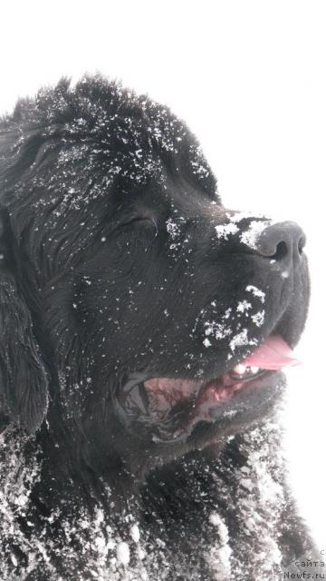 Фото: ньюфаундленд Zhasmine Severny Caprice iz Medvejyego Yara (Жасмин Северный Каприз из Медвежьего Яра)