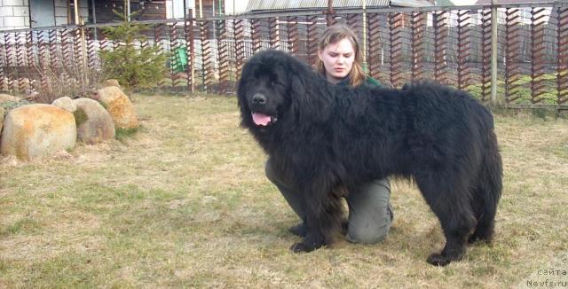 Фото: ньюфаундленд Kenni (Кенни)