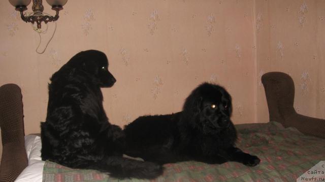 Фото: ньюфаундленд Prima Donna (Прима Донна), ньюфаундленд Prekrasnaya Neznakomka (Прекрасная Незнакомка)