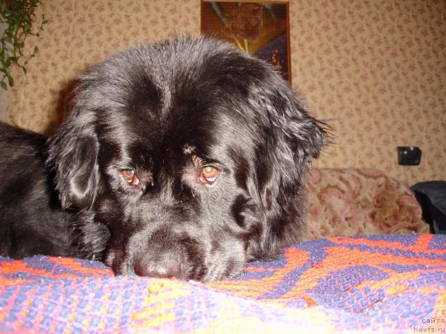 Фото: ньюфаундленд CHansi iz Zolotogo Treugol'nika (Чанси из Золотого Треугольника)