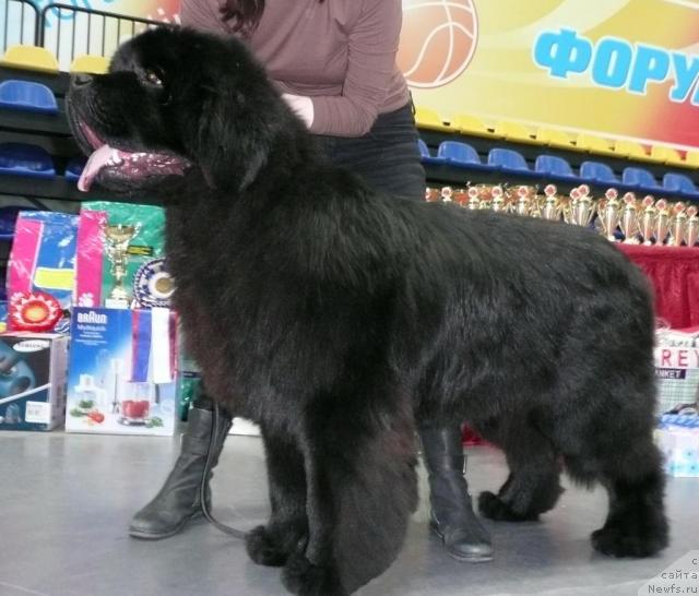 Фото: ньюфаундленд Super Premium Gabriel' (Супер Премиум Габриель)