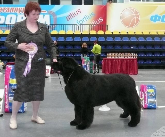 Фото: ньюфаундленд Akvanavt iz Tihogo Omuta (Акванавт из Тихого Омута)