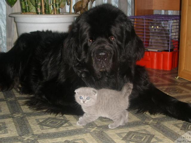 Фото: ньюфаундленд Carevich Imperii N'yuf ot Marleon Dusvik (Царевич Империи Ньюф от Марлеон Дусвик)