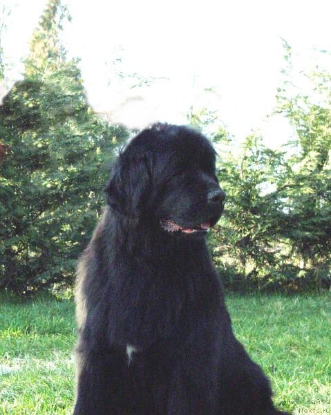 Фото: ньюфаундленд Thickish Newfoundland Jennywren