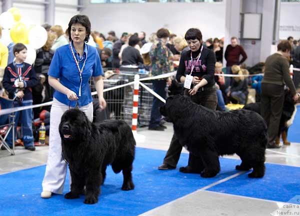 Фото: ньюфаундленд Super Premium Ask Mi From YEksklyuziv (Супер Премиум Аск Ми Фром Эксклюзив), ньюфаундленд Shipman from Big Lake (Шипмэн фром Биг Лейк)