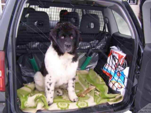 Фото: ньюфаундленд Pchiolkin Dom Bely Oriol (Пчёлкин Дом Белый Орёл)