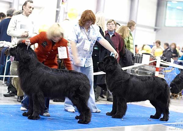 Фото: ньюфаундленд Kupchiha Vialiki Miadzvedz (Купчиха Вялiкi Мядзведзь), ньюфаундленд Sent Djons Zanna D'Ark (Сент Джонс Жанна Д'Арк)