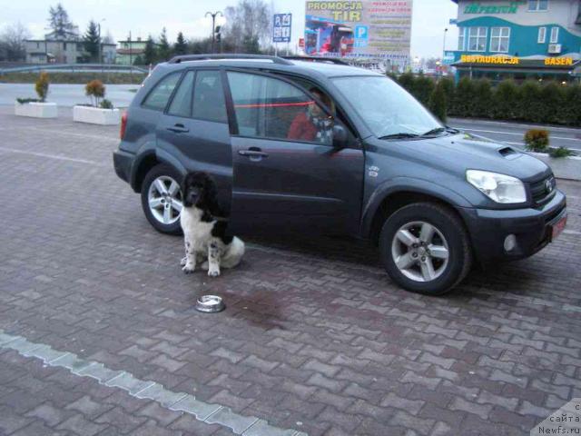 Фото: ньюфаундленд Pchiolkin Dom Bely Oriol (Пчёлкин Дом Белый Орёл)