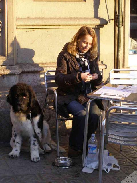 Фото: ньюфаундленд Pchiolkin Dom Bely Oriol (Пчёлкин Дом Белый Орёл), Катя
