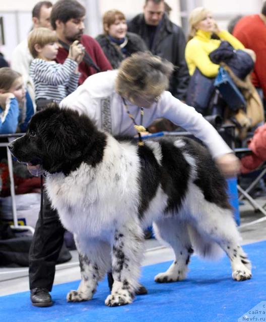 Фото: ньюфаундленд Daanich Shahmatny Oskar (Даанич Шахматный Оскар)