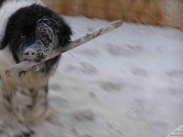 Фото: ньюфаундленд Pchiolkin Dom Bely Oriol (Пчёлкин Дом Белый Орёл)