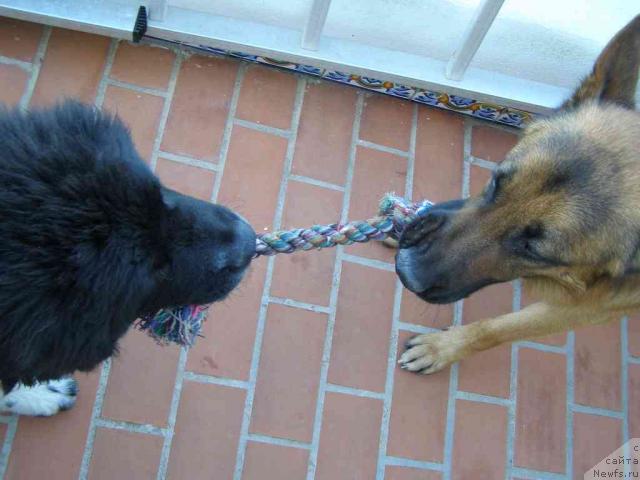 Фото: ньюфаундленд Pchiolkin Dom Bely Oriol (Пчёлкин Дом Белый Орёл)