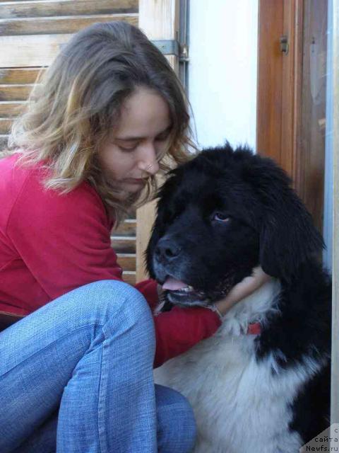 Фото: ньюфаундленд Pchiolkin Dom Bely Oriol (Пчёлкин Дом Белый Орёл), Катя