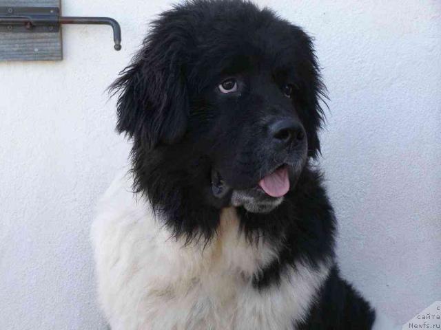 Фото: ньюфаундленд Pchiolkin Dom Bely Oriol (Пчёлкин Дом Белый Орёл)