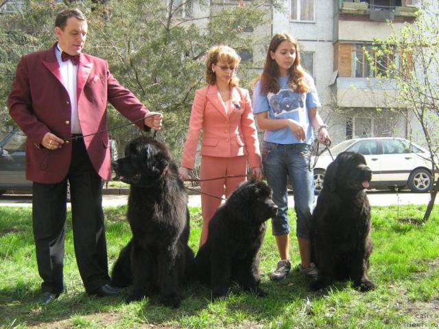 Фото: Evgeniy Golovin (Евгений Головин), ньюфаундленд Dar Svezy Andegraund Shokolada (Дар Свезы Андеграунд Шоколада), Топгаллантс Аквитания с хозяйкой-хендлером, ньюфаундленд Rokot Volny Varga Kara Ayular (Рокот Волны Варга Кара Аюлар), Katerinka Klassen (Катеринка Классен)