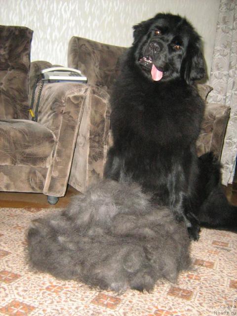 Фото: ньюфаундленд Jenev'ev Garni Ledyen (Женевьев Гарни Ледэн)