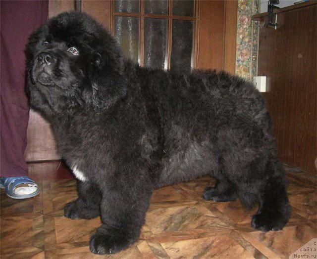 Фото: ньюфаундленд Super Bizon Gregori Greg (Супер Бизон Грегори Грег)