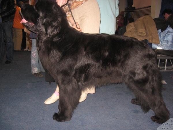 Фото: ньюфаундленд Plyushevaya Panda Ivar (Плюшевая Панда Ивар)