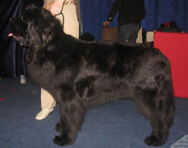 Фото: ньюфаундленд Plyushevaya Panda Ivar (Плюшевая Панда Ивар)