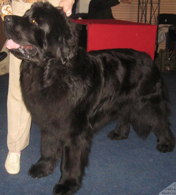 Фото: ньюфаундленд Plyushevaya Panda Ivar (Плюшевая Панда Ивар)