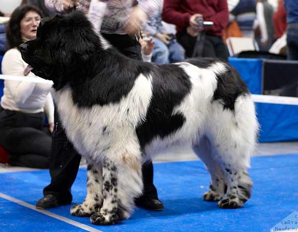 Фото: ньюфаундленд Super Bizon Aisberg (Супер Бизон Айсберг)