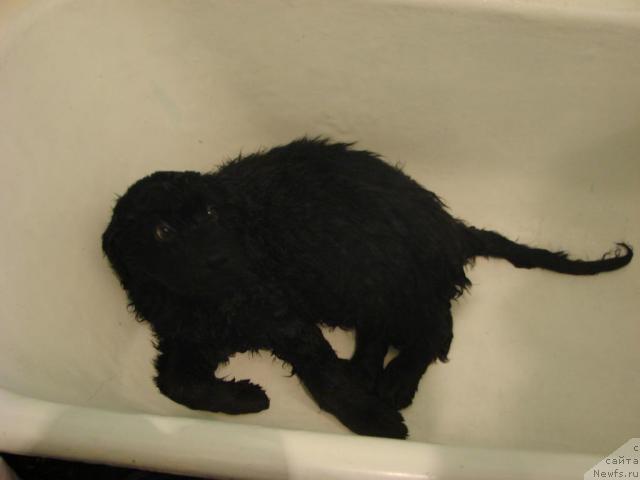 Фото: ньюфаундленд Archibal'd (Арчибальд)