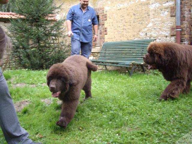 Фото: ньюфаундленд Do Sing With Deejay de L'Etoile de Cyrice, ньюфаундленд Bright Hope Matiss de L'Etoile de Cyrice, Kiril Ermakov (Кирил Ермаков)