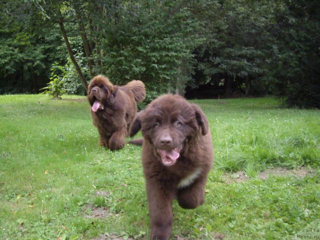 Фото: ньюфаундленд Do Sing With Deejay de L'Etoile de Cyrice, ньюфаундленд Bright Hope Matiss de L'Etoile de Cyrice