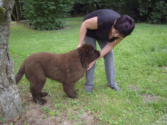 Фото: ньюфаундленд Do Sing With Deejay de L'Etoile de Cyrice, Joelle Mauguy