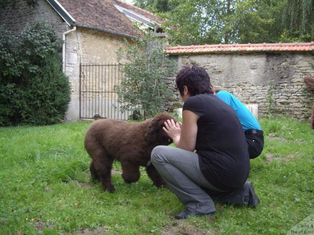 Фото: ньюфаундленд Do Sing With Deejay de L'Etoile de Cyrice, Joelle Mauguy, Aleksandr Jakov (Александр Жаков)