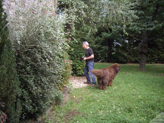 Фото: ньюфаундленд Bright Hope Matiss de L'Etoile de Cyrice, monsieur Josyan