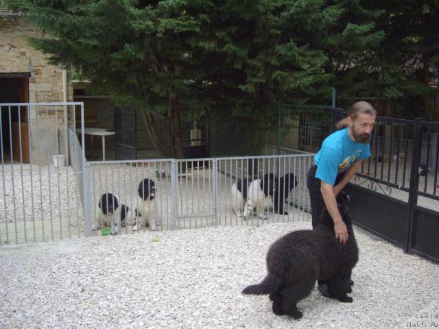 Фото: Aleksandr Jakov (Александр Жаков), LITTLE BEARS ONE AND ONLY FOR ETOILE DE CYRICE (ZUCCHERO), а также братья и сестры DON'T WORRY BE HAPPY DE L'ETOILE DE CYRICE