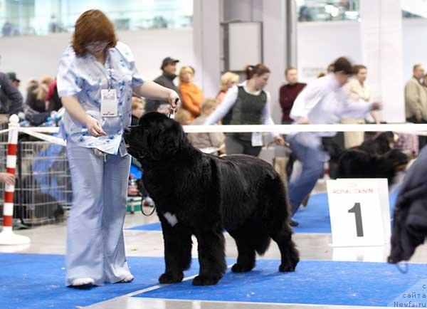 Фото: ньюфаундленд Sent Djons Esenin (Сент Джонс Есенин)