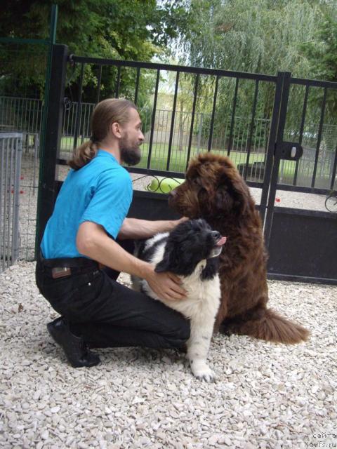 Фото: ньюфаундленд A Halliwells Spell de L'Etoile de Cyrice, Aleksandr Jakov (Александр Жаков)