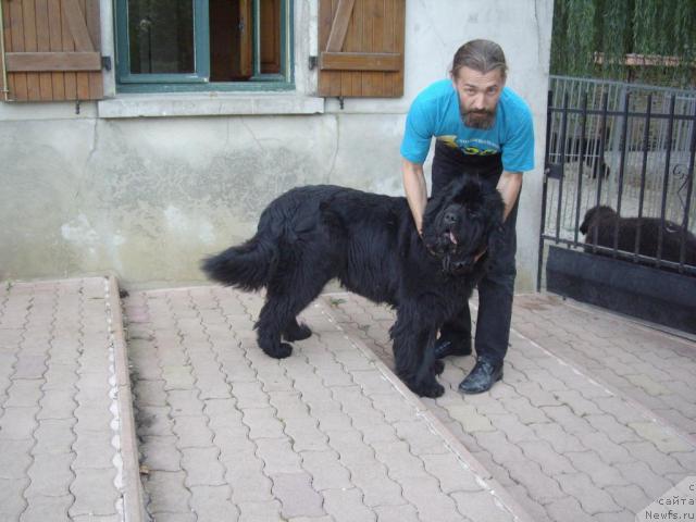 Фото: ньюфаундленд Tiny Toons de L'Etoile de Cyrice, Aleksandr Jakov (Александр Жаков)