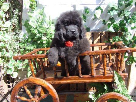 Фото: ньюфаундленд Val'kiriya Kalipsa (Валькирия Калипса)