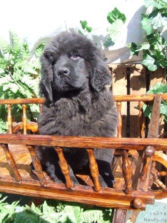 Фото: ньюфаундленд Val'kiriya Kalipsa (Валькирия Калипса)