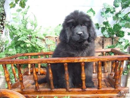 Фото: ньюфаундленд Val'kiriya Kalipsa (Валькирия Калипса)