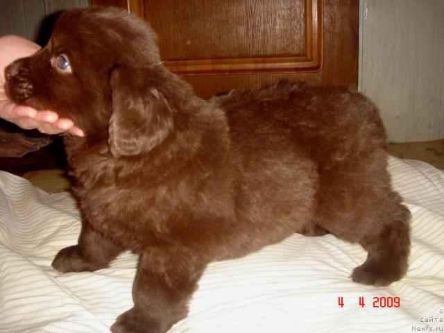 Фото: ньюфаундленд Super Premium Best Belzhen Regards (Супер Премиум Бест Бэлжен Ригардс)