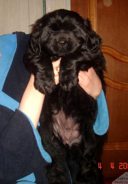 Фото: ньюфаундленд Super Premium Best Belzhen Regards (Супер Премиум Бест Бэлжен Ригардс)