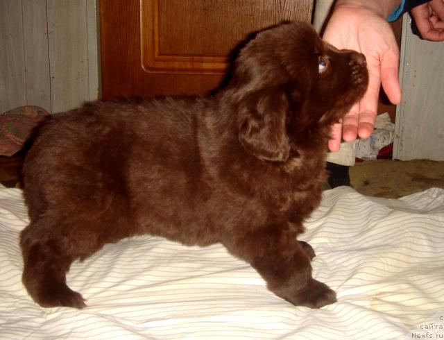 Фото: ньюфаундленд Super Premium Best Belzhen Regards (Супер Премиум Бест Бэлжен Ригардс)