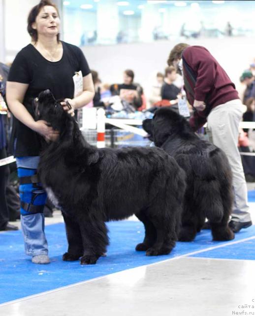Фото: ньюфаундленд Plushevaya Panda Alex Show (Плюшевая Панда Алекс Шоу)
