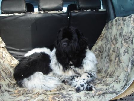 Фото: ньюфаундленд Plushevaya Panda Diland (Плюшевая Панда Диланд)