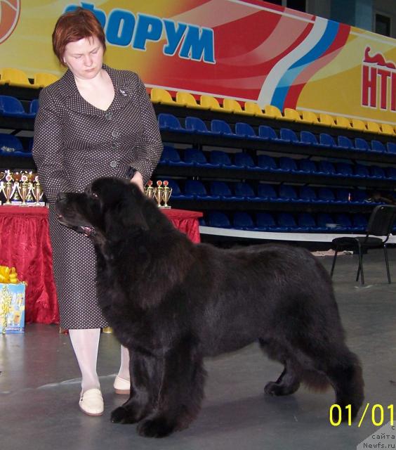 Фото: ньюфаундленд Akvanavt iz Tihogo Omuta (Акванавт из Тихого Омута), Tat'yana Abutova (Татьяна Абутова)