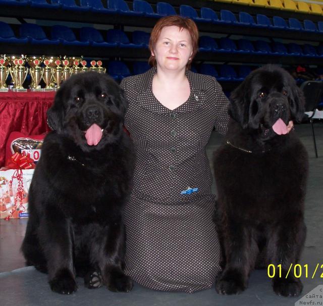 Фото: ньюфаундленд Akvanavt iz Tihogo Omuta (Акванавт из Тихого Омута), Tat'yana Abutova (Татьяна Абутова), ньюфаундленд Aquatoriya Kelvin Zvezdnaya Koroleva (Акватория Келвин Звездная Королева)