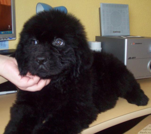 Фото: ньюфаундленд Lyubimyiy Lovelas (Любимый Ловелас)