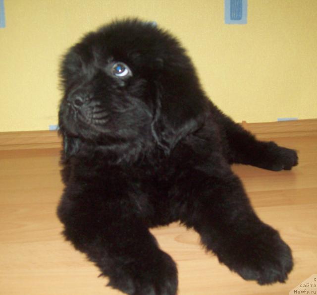 Фото: ньюфаундленд Lyubimyiy Lovelas (Любимый Ловелас)
